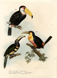 Tucano toco